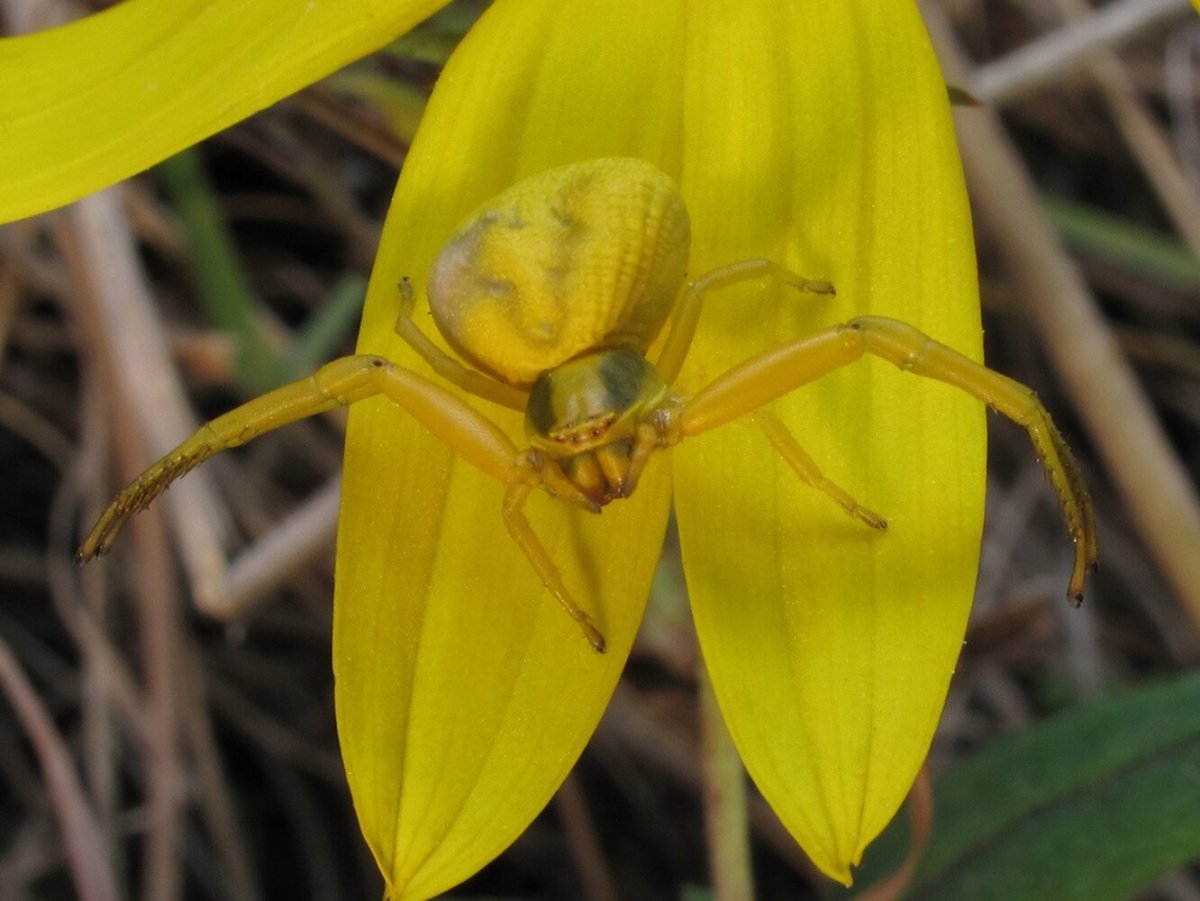 Паук бокоход желтый ядовитый