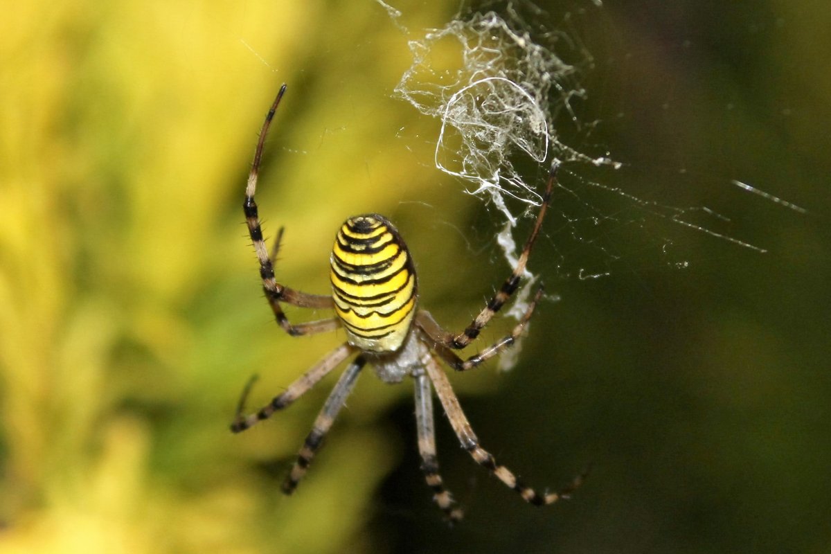 Паук Аргиопа Брюнниха