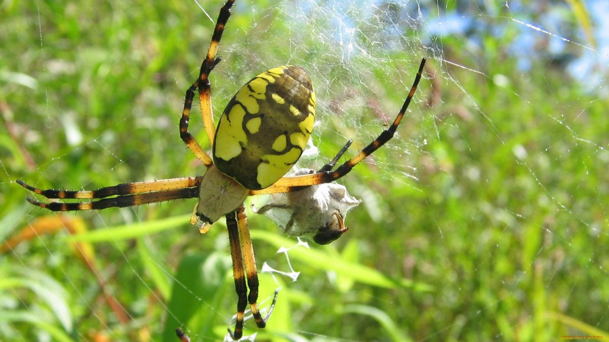 Аргиопа паук зрение