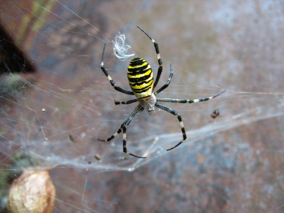 Экзотические пауки
