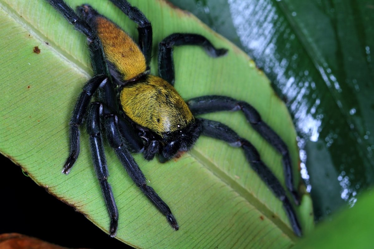 Голден Спайдер паук