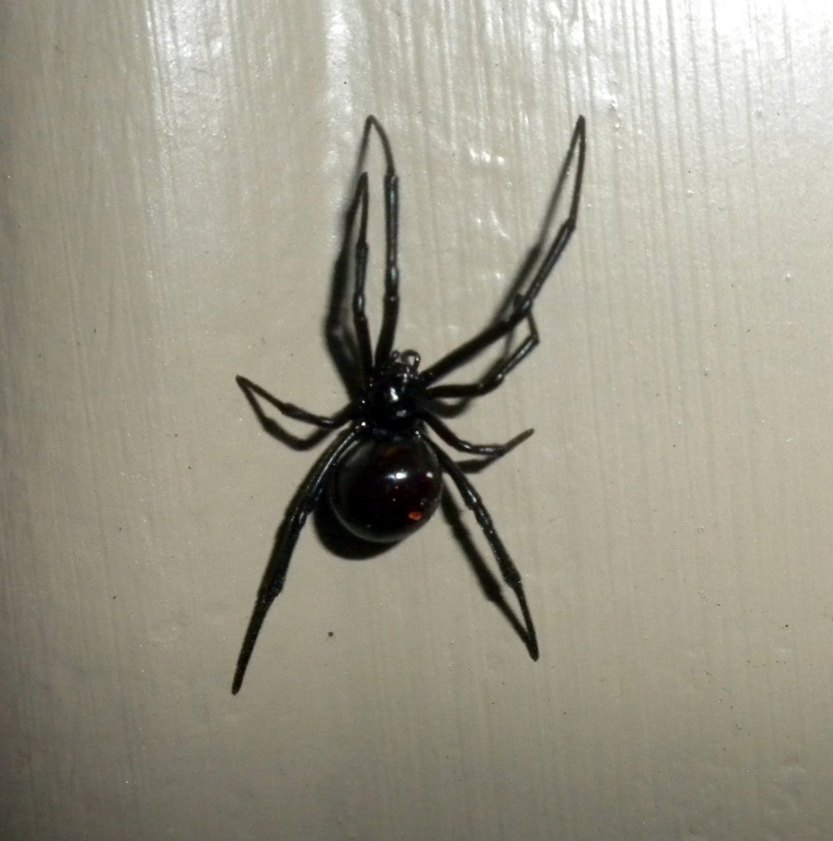 Aphonopelma seemanni птицеед