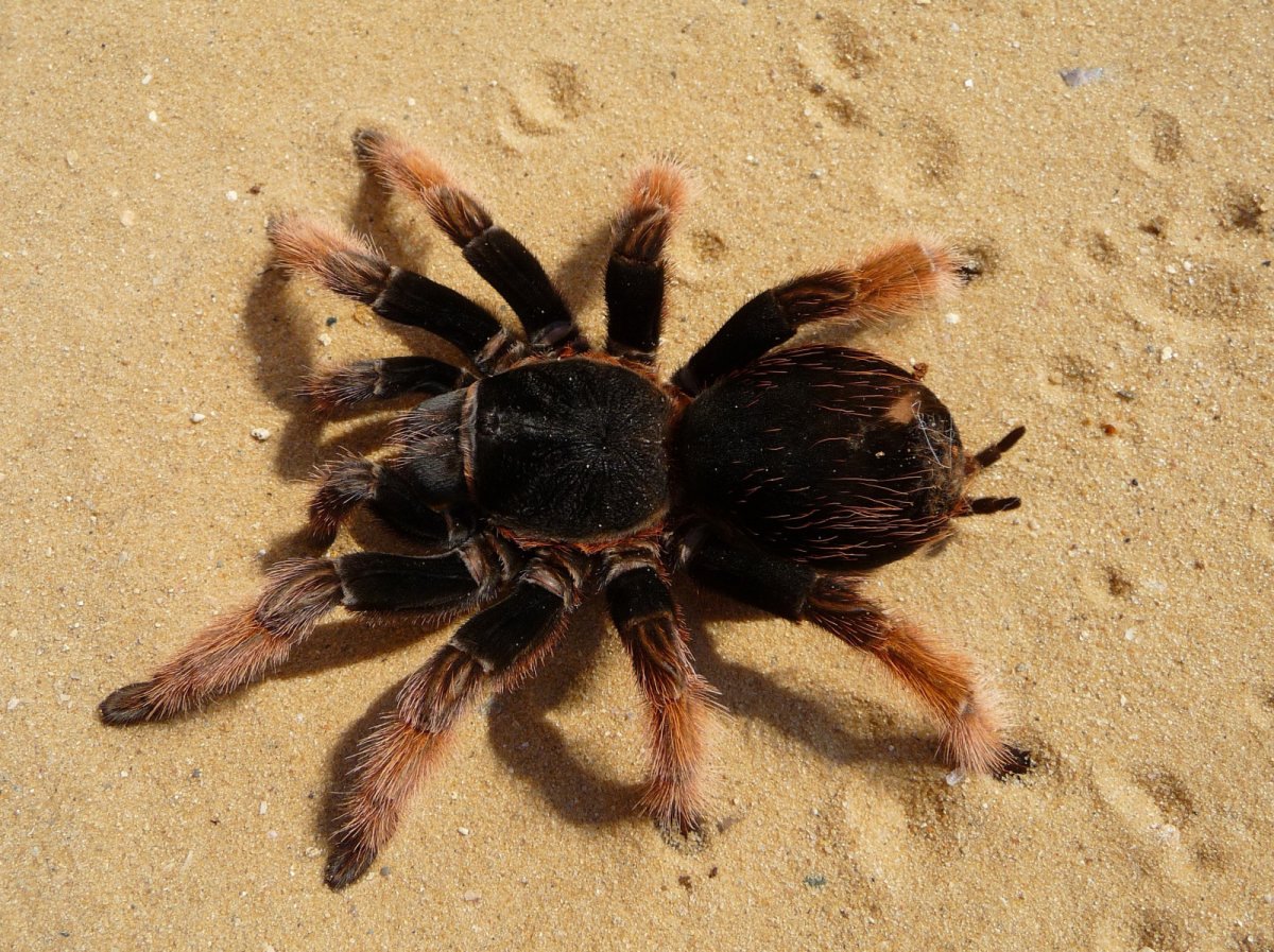 Паук птицеед Grammostola pulchra