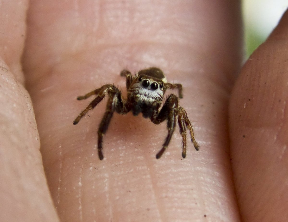 Птицеед Авикулярия обыкновенная