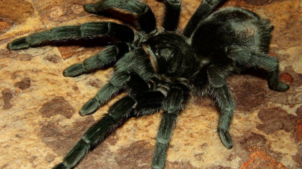 Комнатные пауки