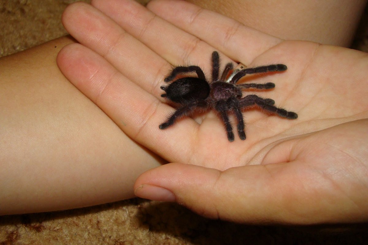 Черный Тарантул птицеед