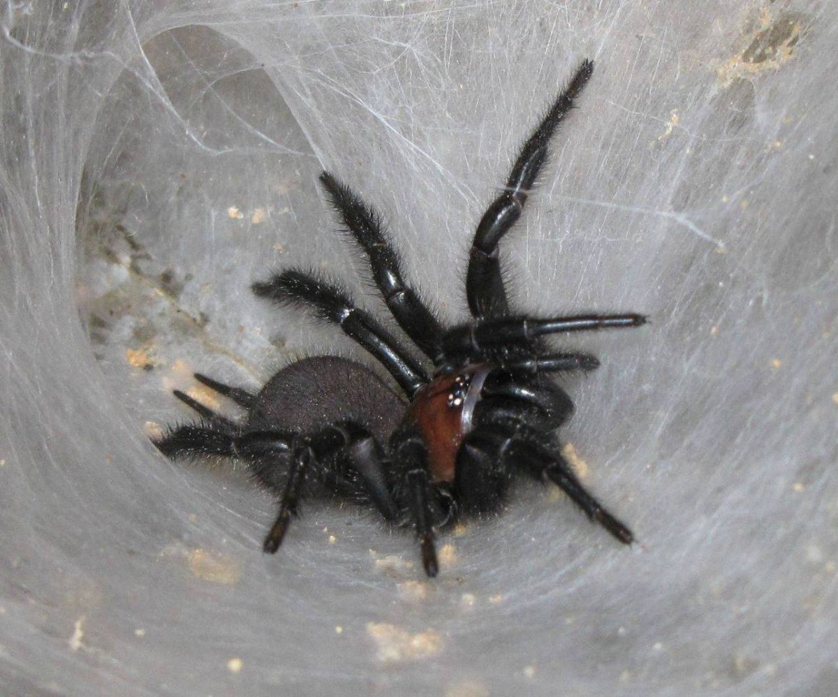 Брахипельма пульхра