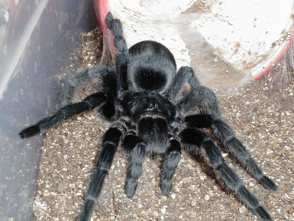 Паучата черной вдовы