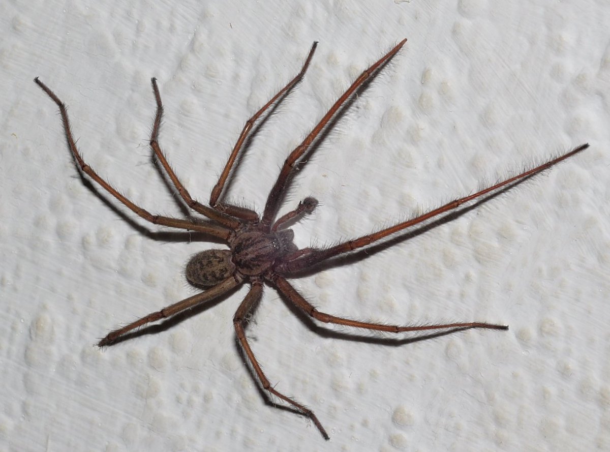 Черные пауки с длинными лапками