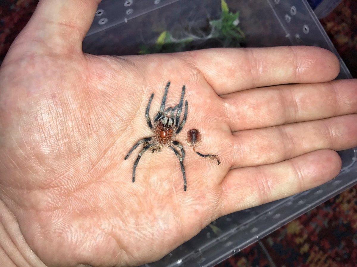 Avicularia Urticans