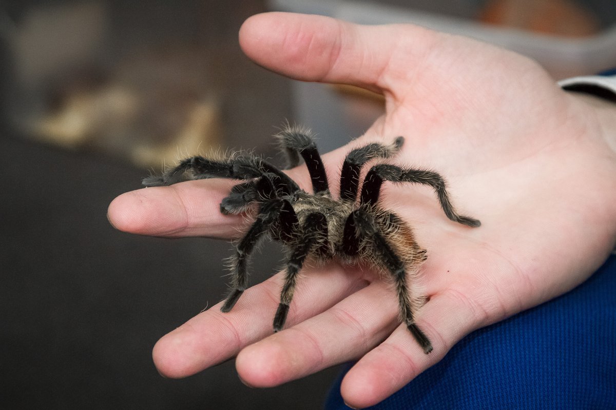 Черный воронковый паук