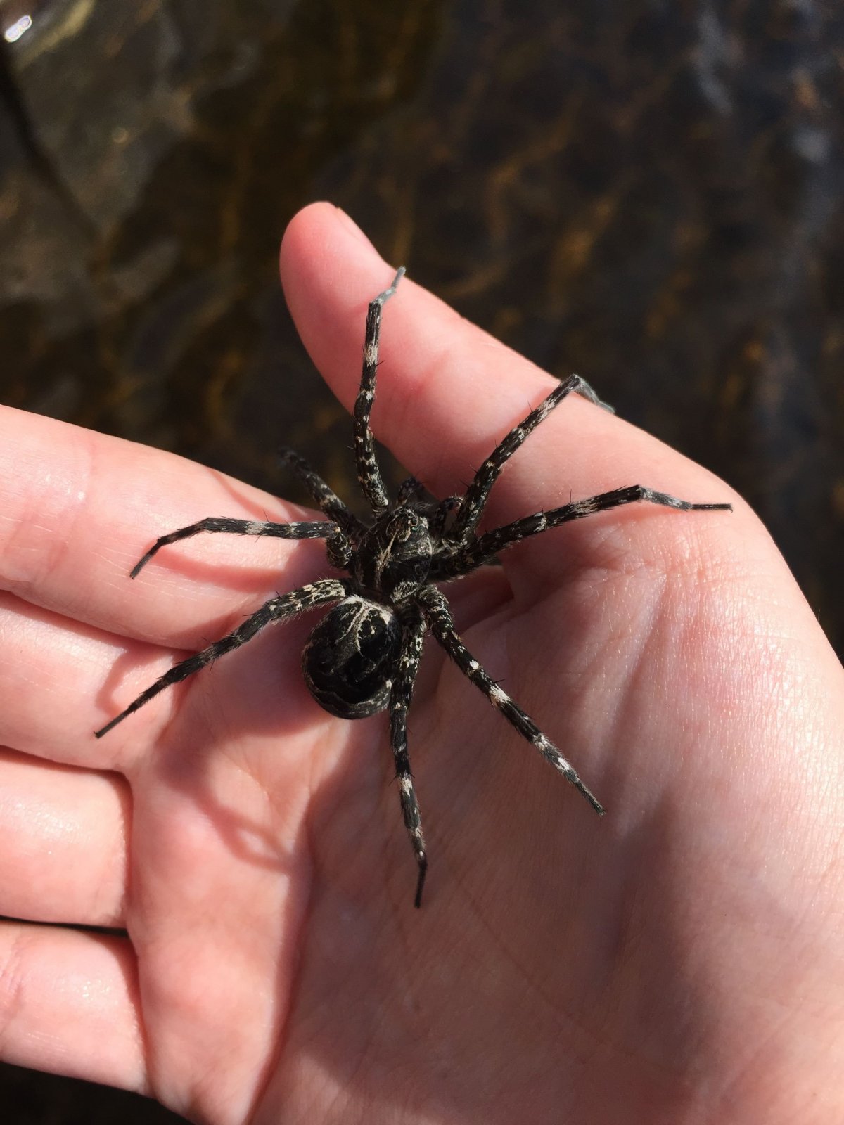 Комнатные пауки