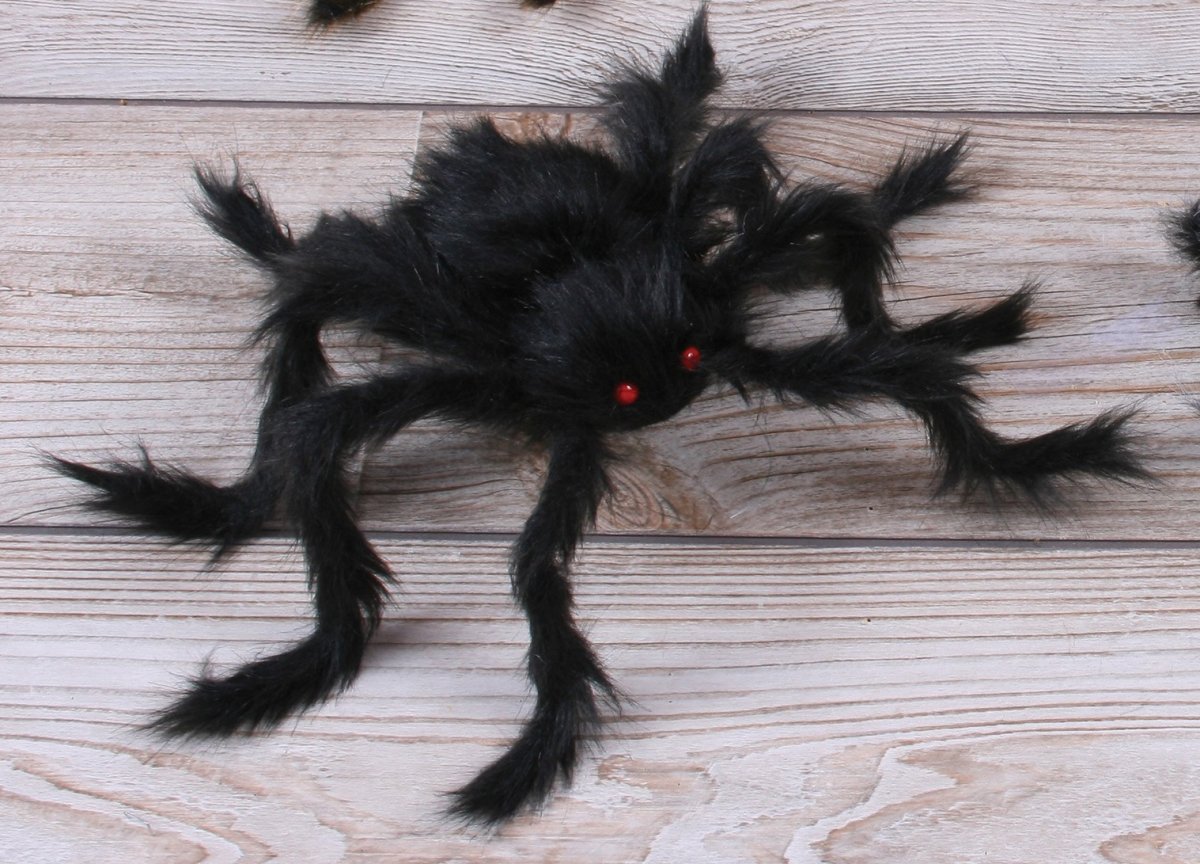 Тарантул Каракурт птицеед