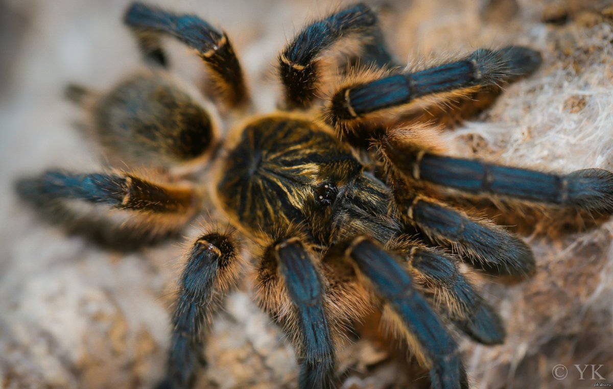 Паук птицеед детеныш