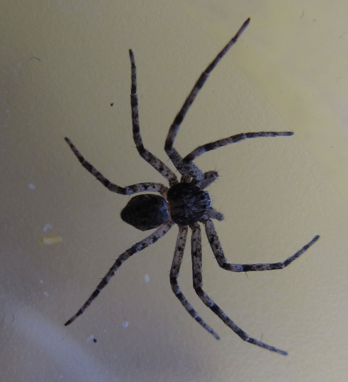 Сколько ног у паука птицееда