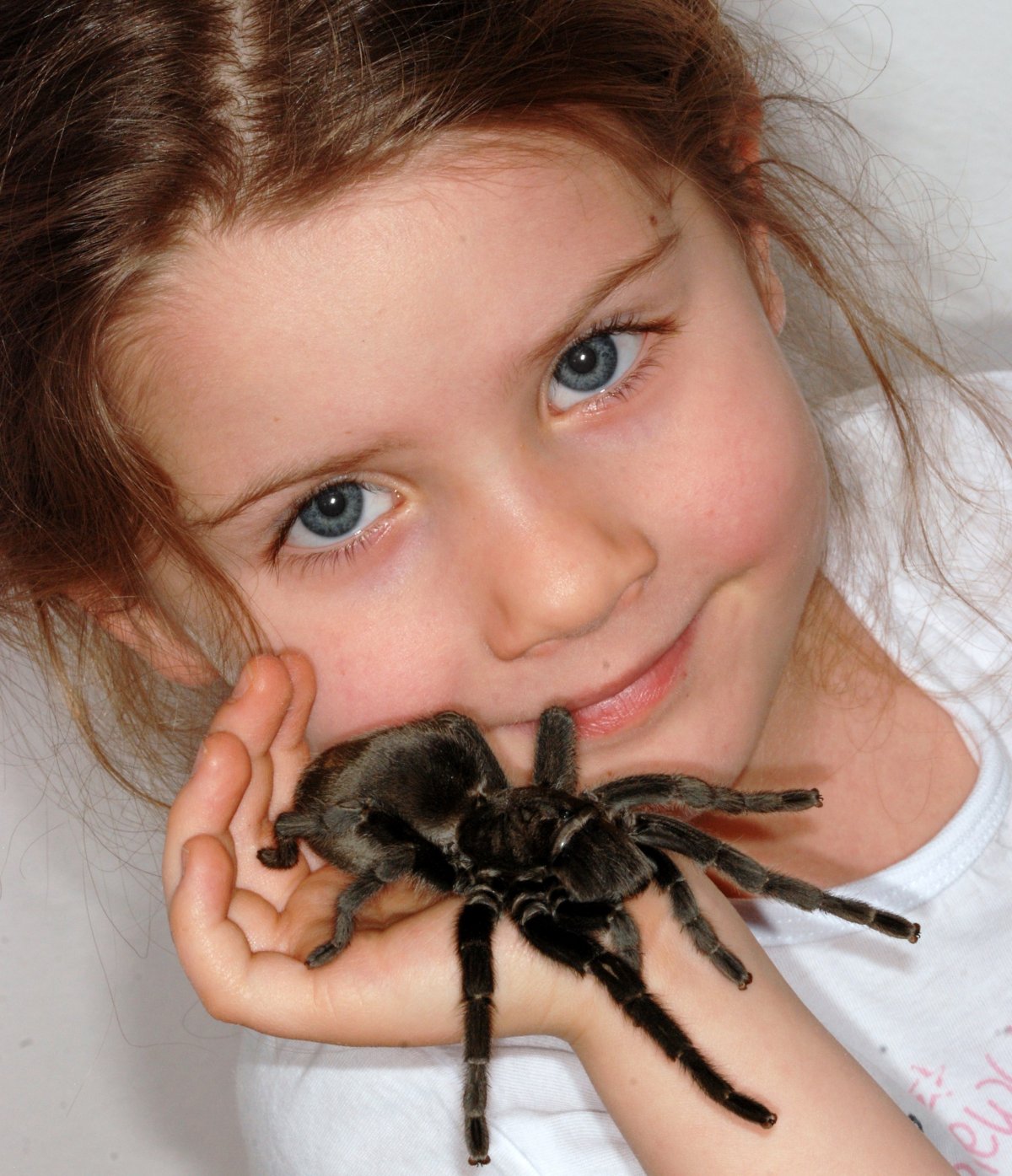 Чёрная вдова паук