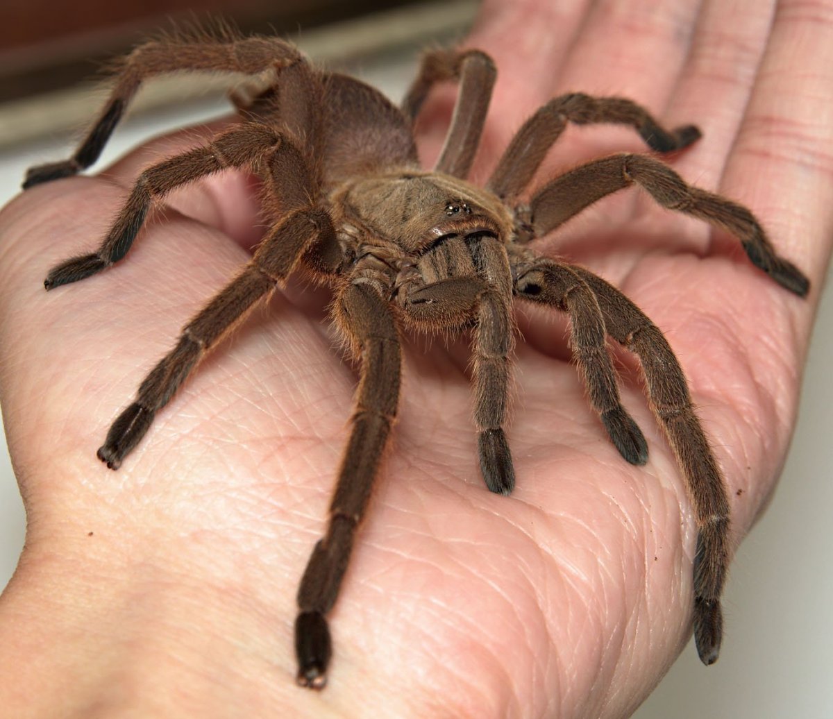 Tegenaria Agrestis Луговой паук