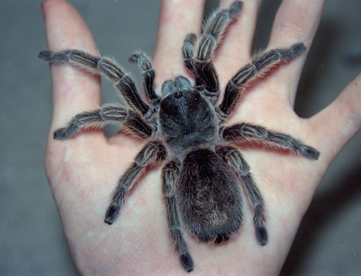 Большие черные пауки