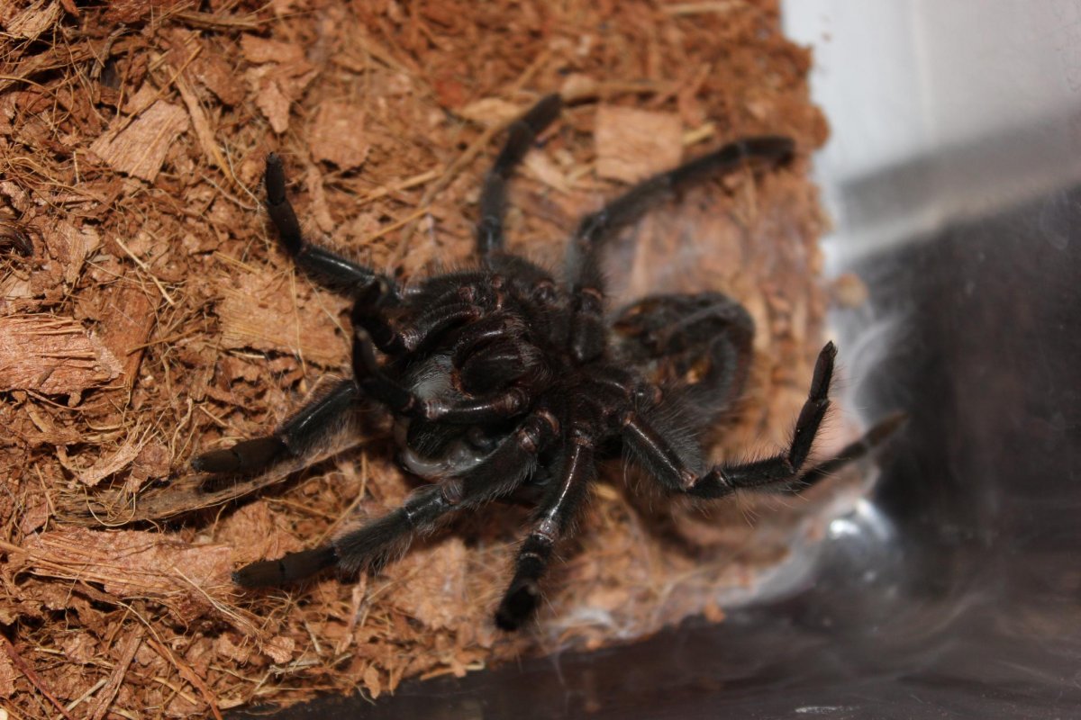 Бродячий паук и домовый паук