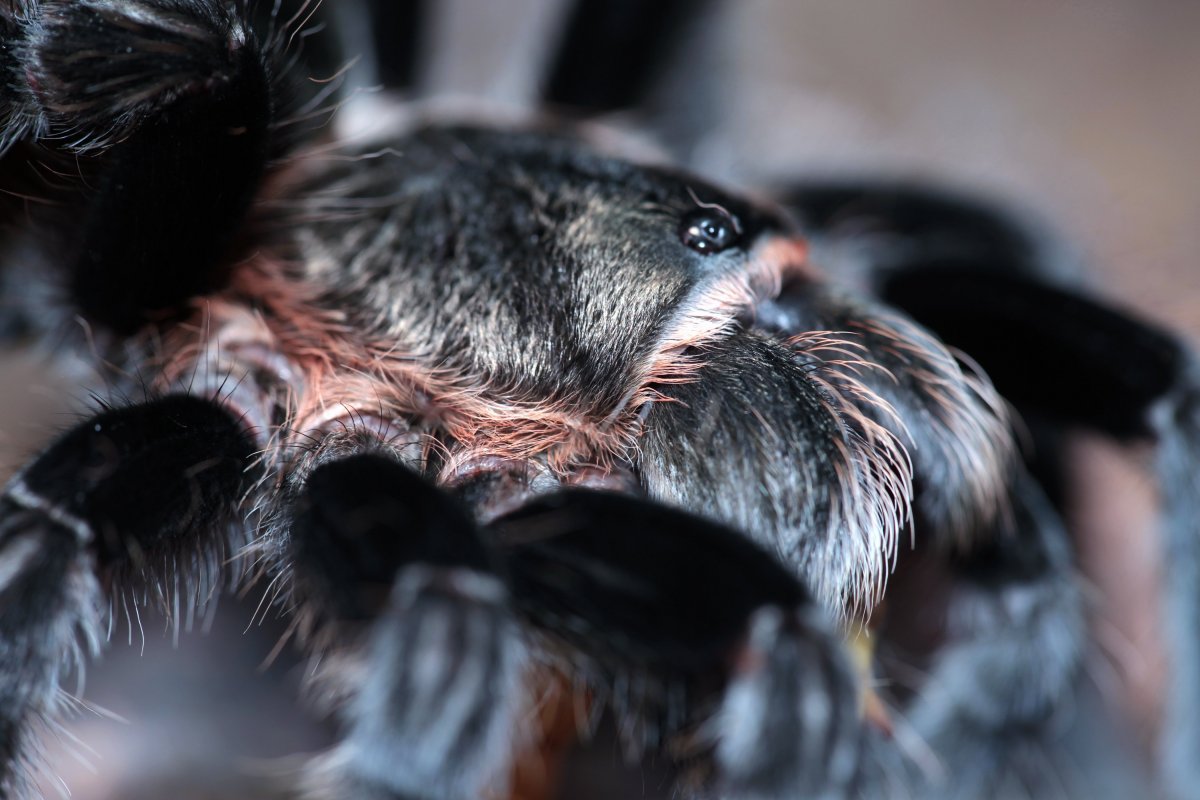 Паук птицеед черный