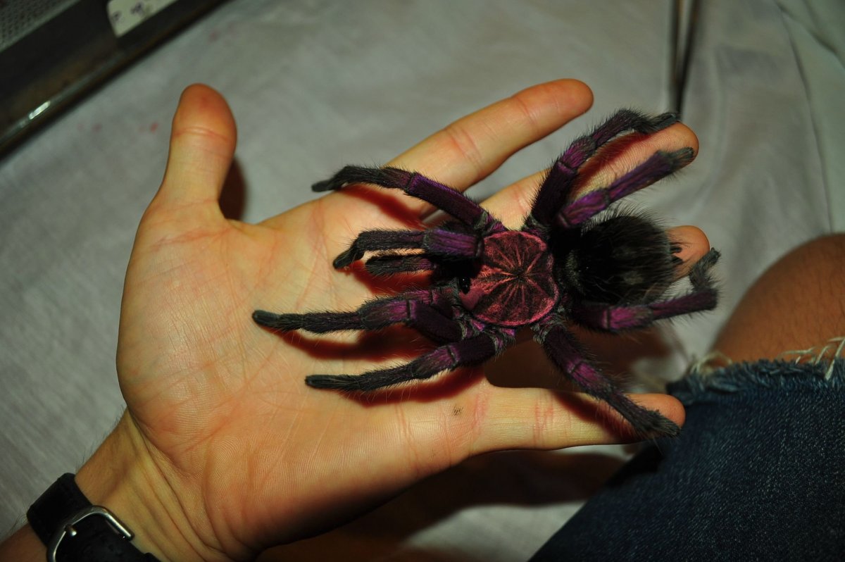 Tarantula II — Тарантул II.