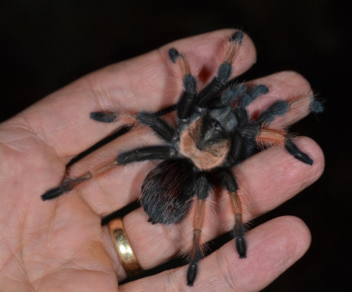 Паук лжескорпион