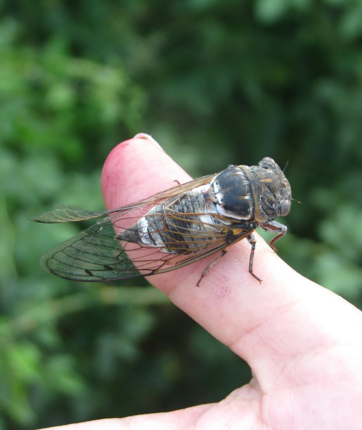 Муха цикада