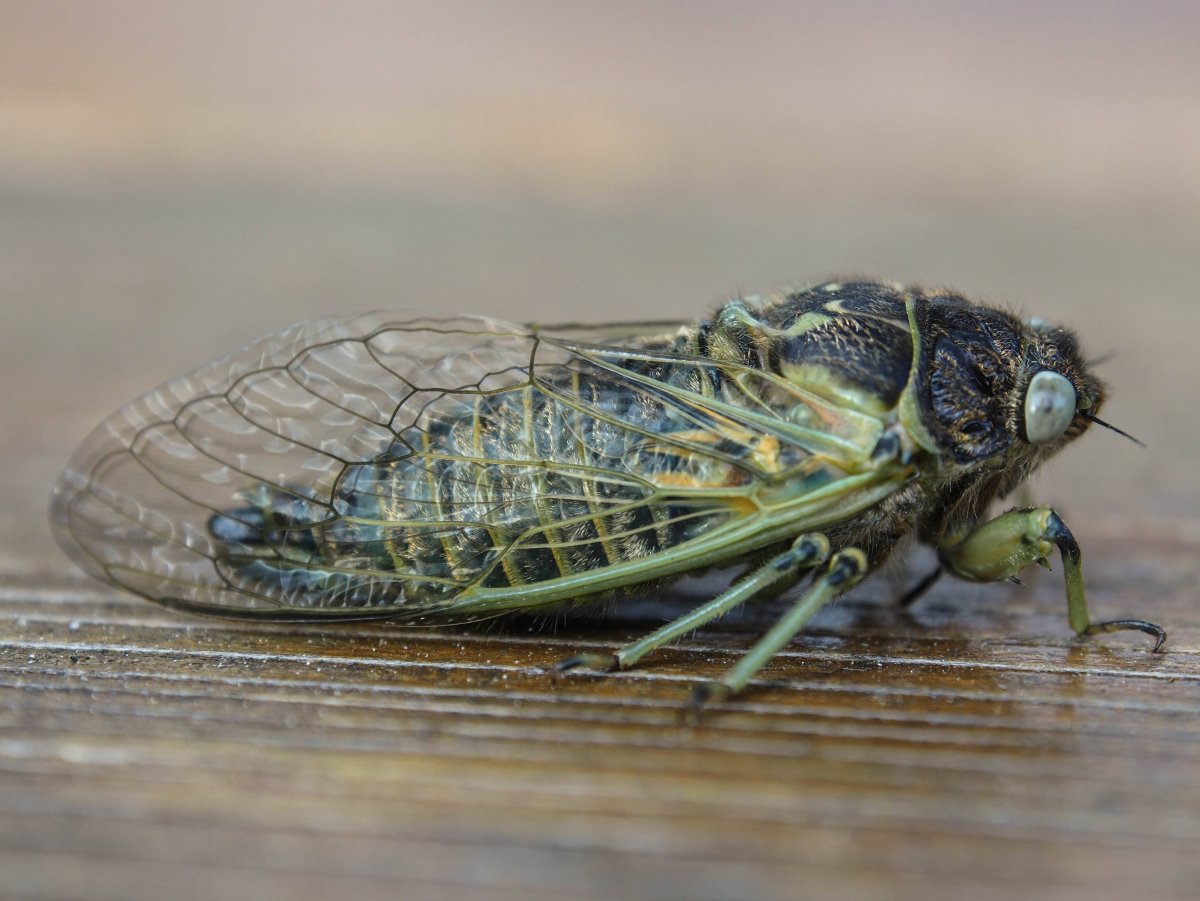 Крымская Муха цикада