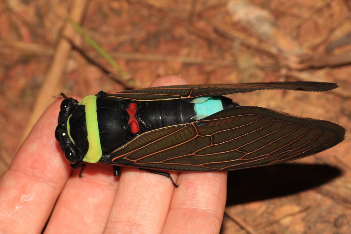 Цикада насекомое