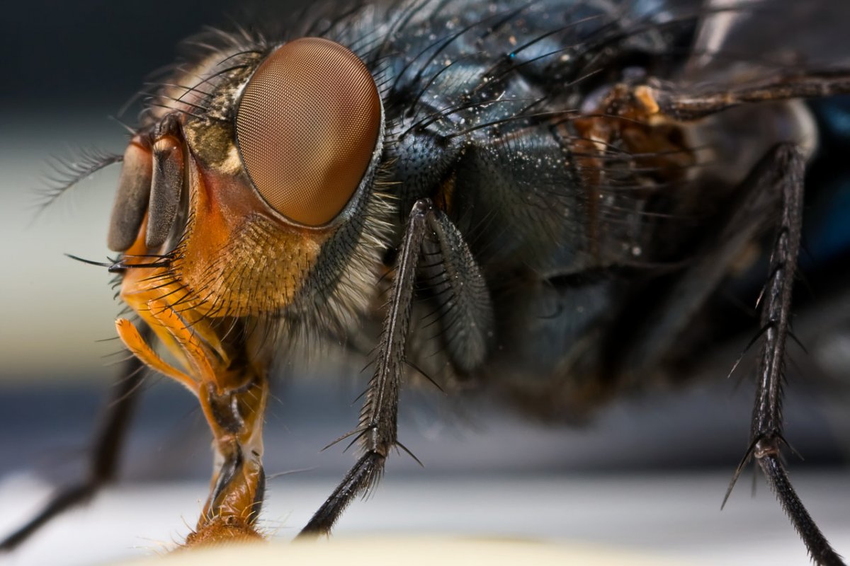 Макрофотография мухи
