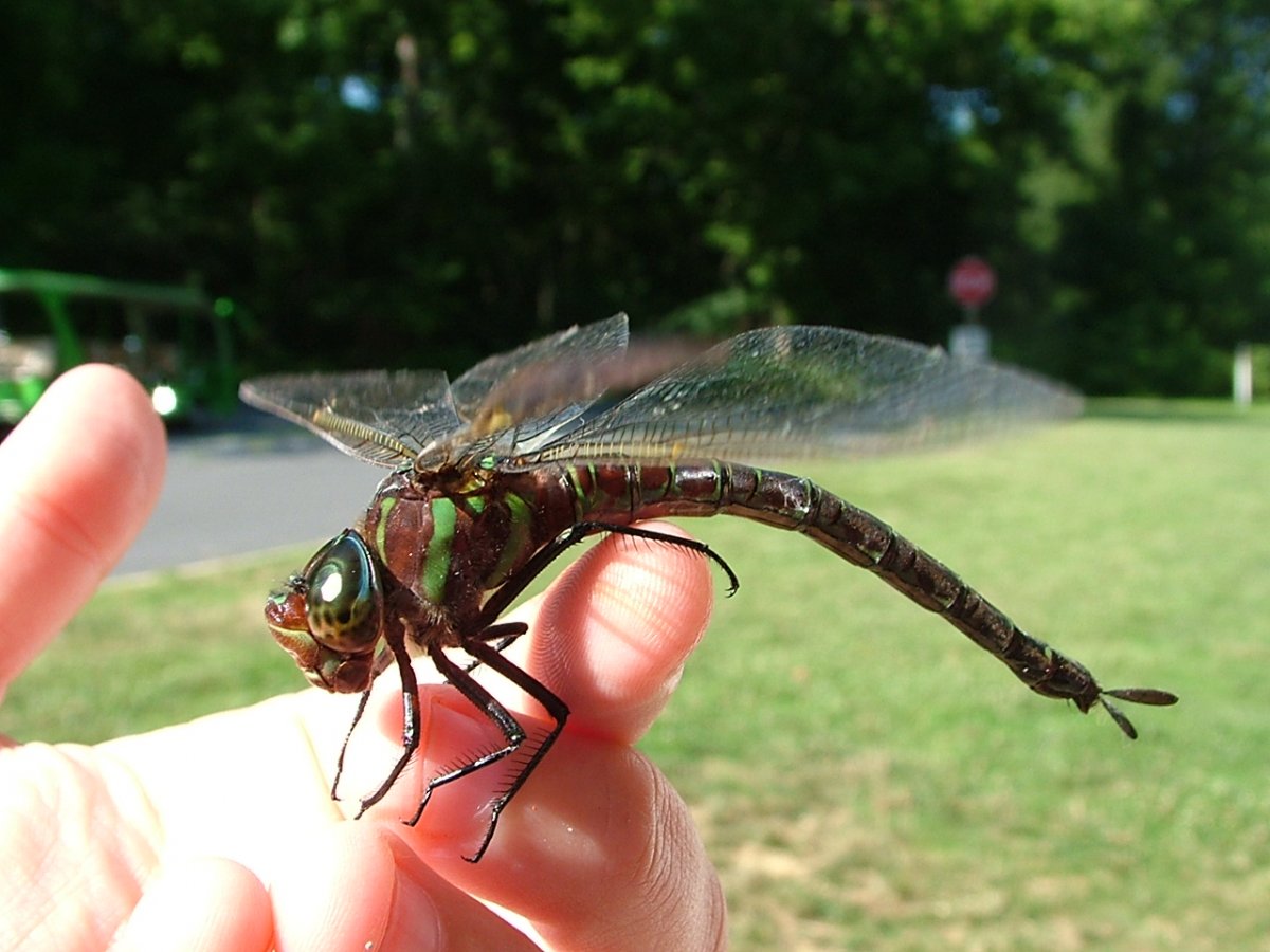 Dragonfly eat