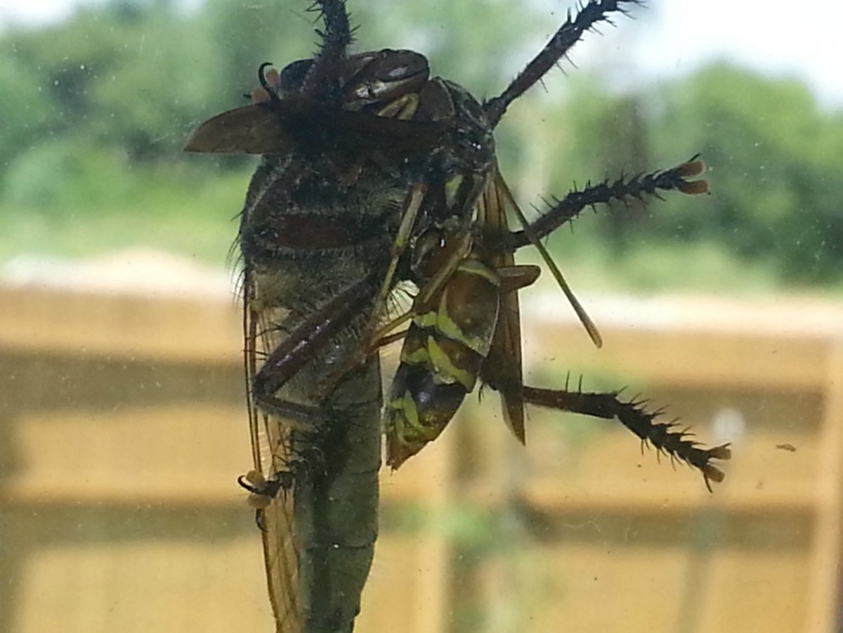 Муха великан