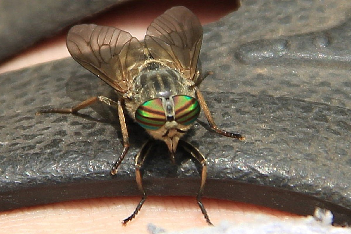 Овод насекомое