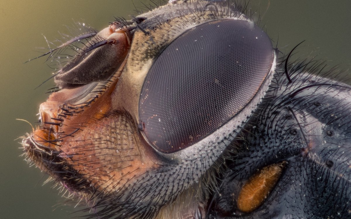 Голова мухи