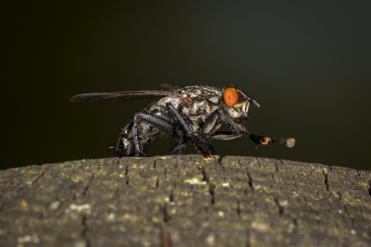Летающие насекомые