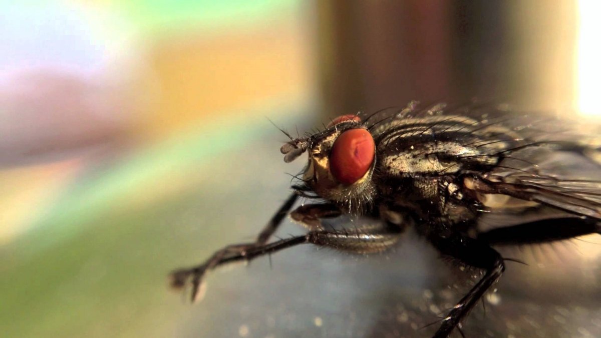 Богатая Муха