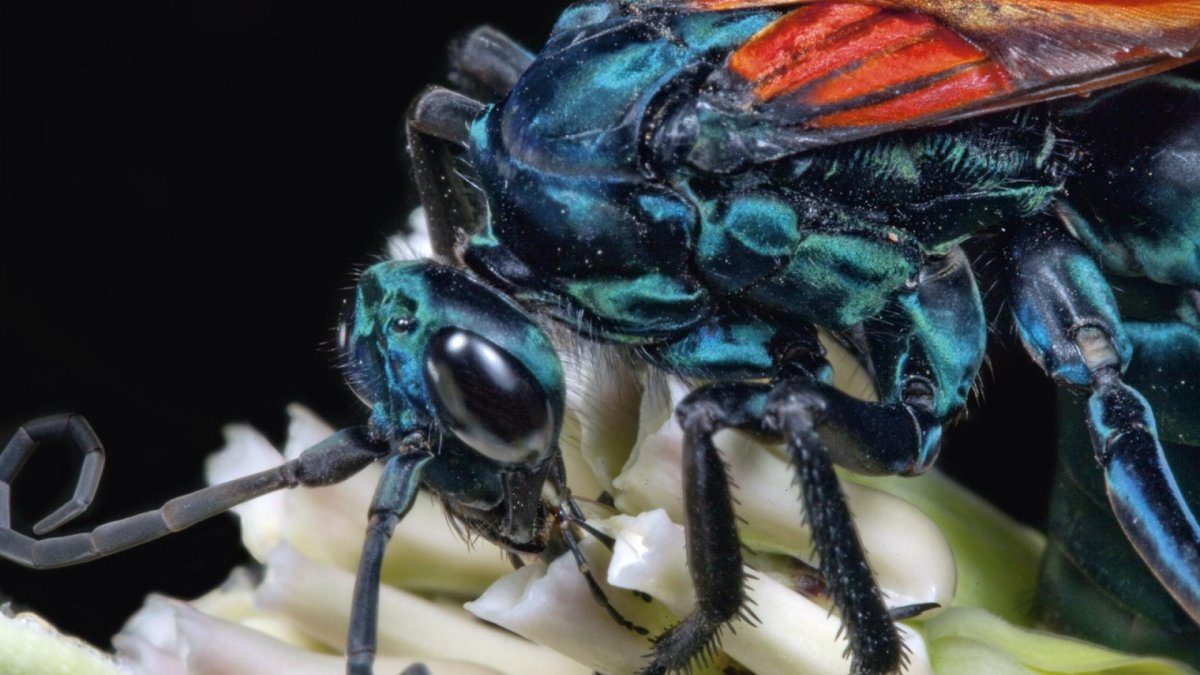 Касадор насекомое