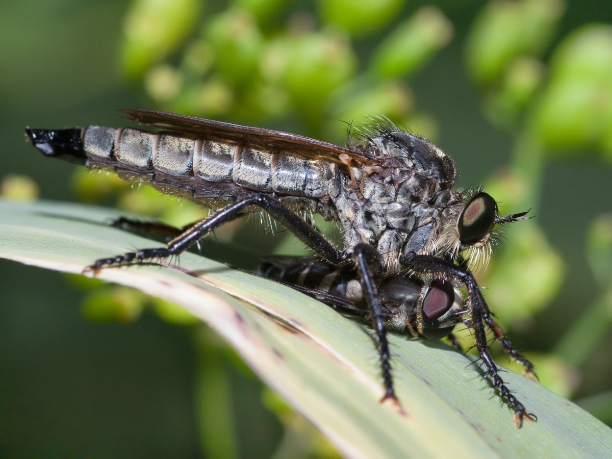 Муха ктырь гигантский