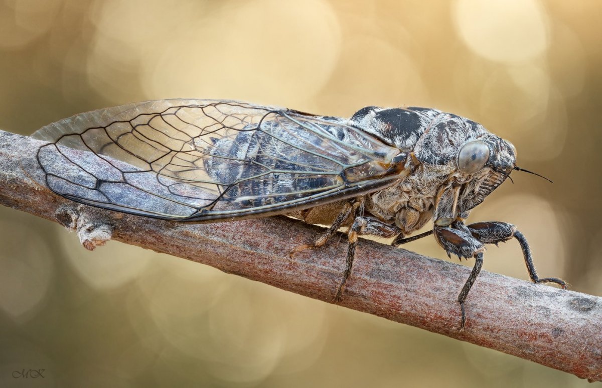 Цикада Черноморская