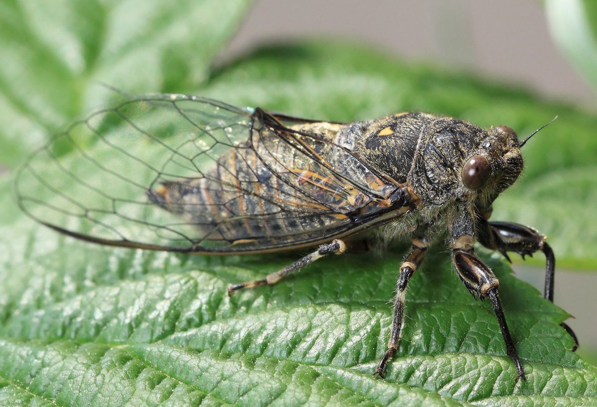 Цикада Черноморская