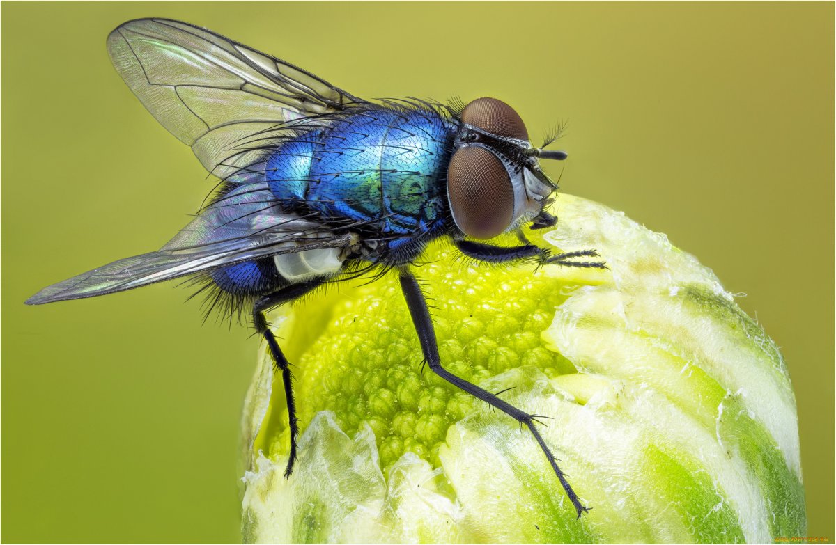 Муха красивая