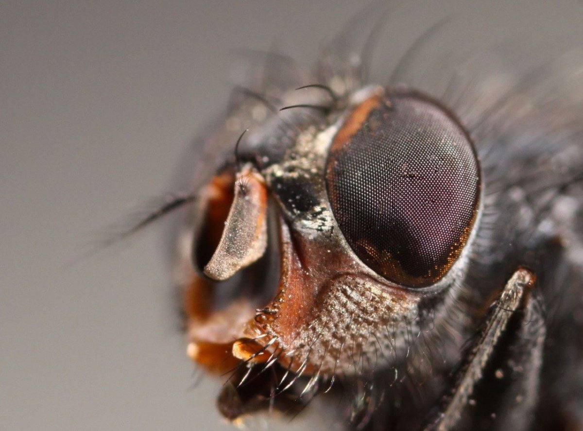 Мошка Макросъемка