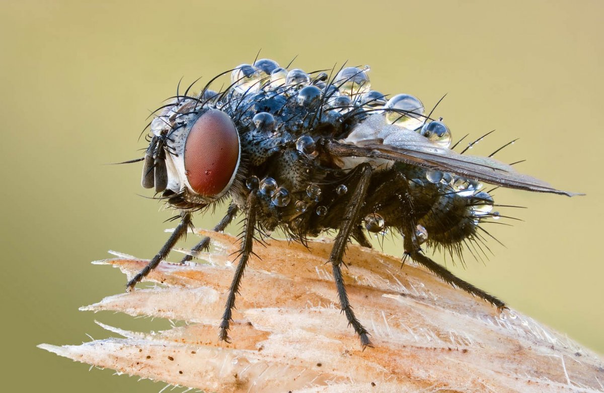 Страшная Муха