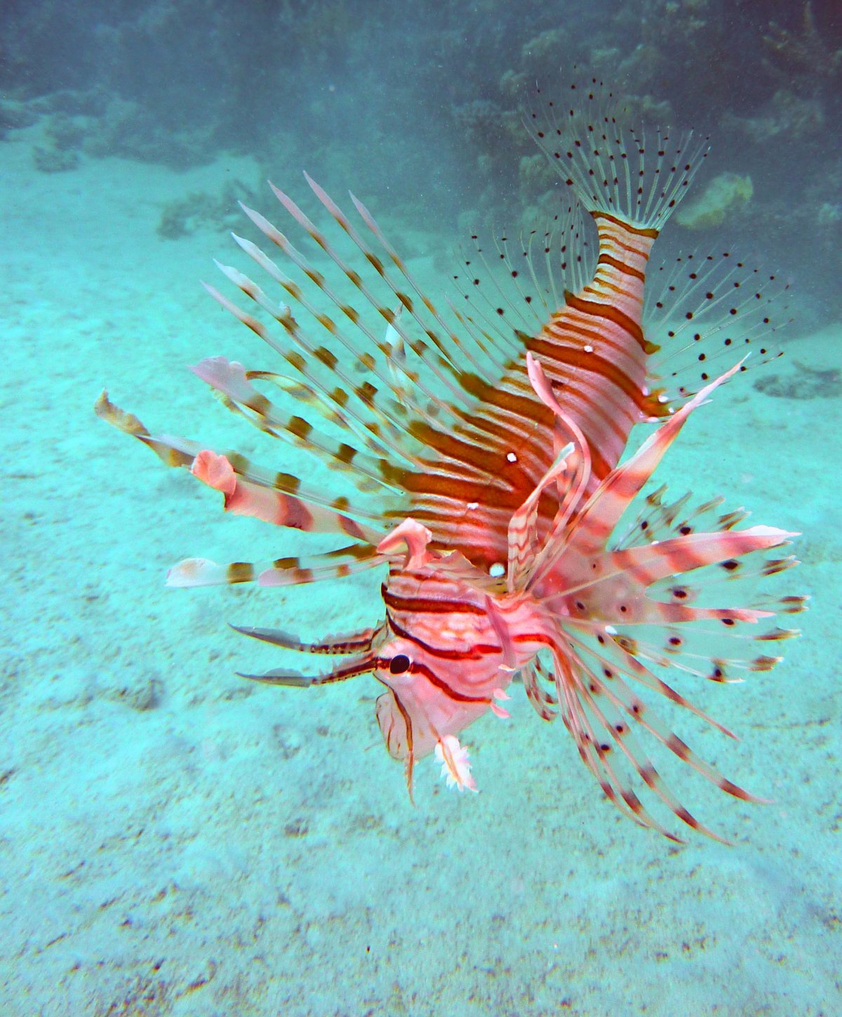 Lionfish группа