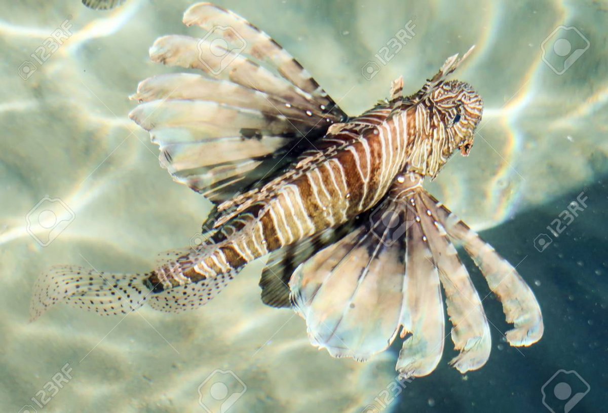 Рыба Скорпион