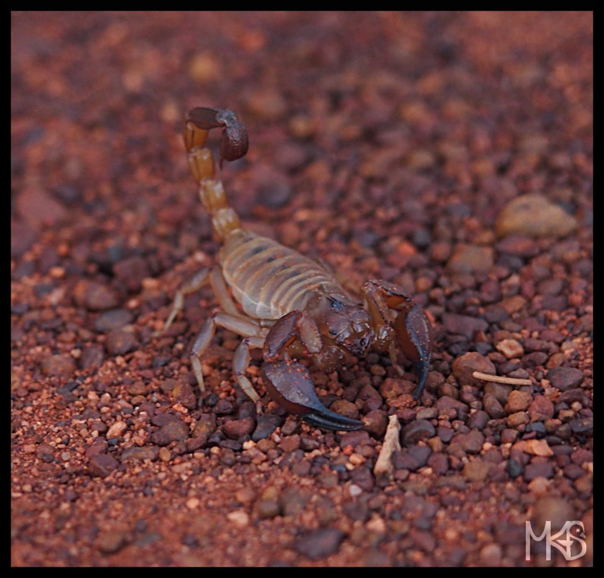 Диковинные морские обитатели