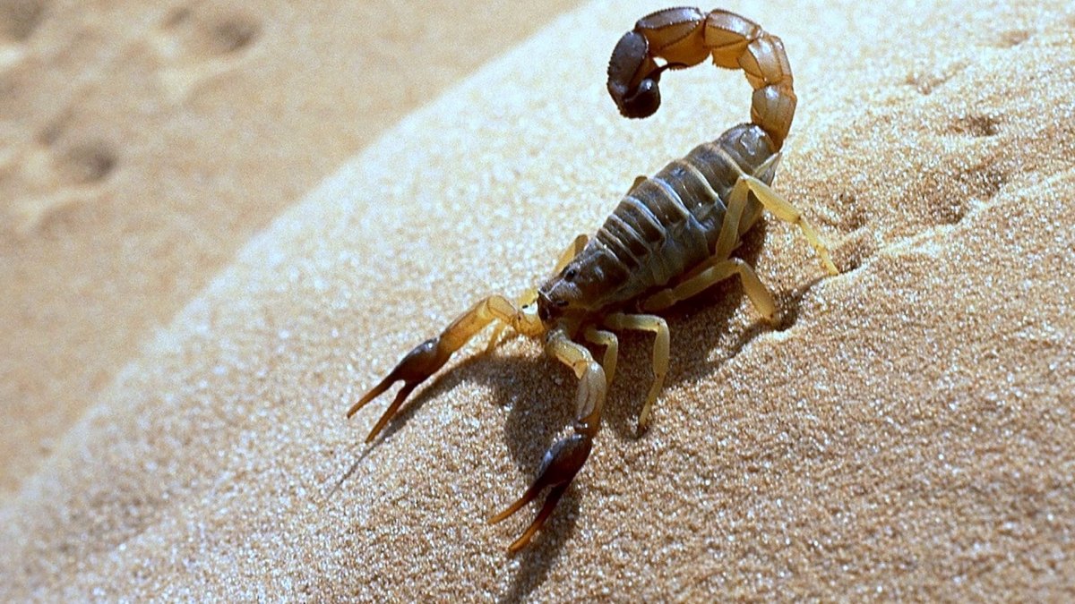 Магарахна ракоскорпион