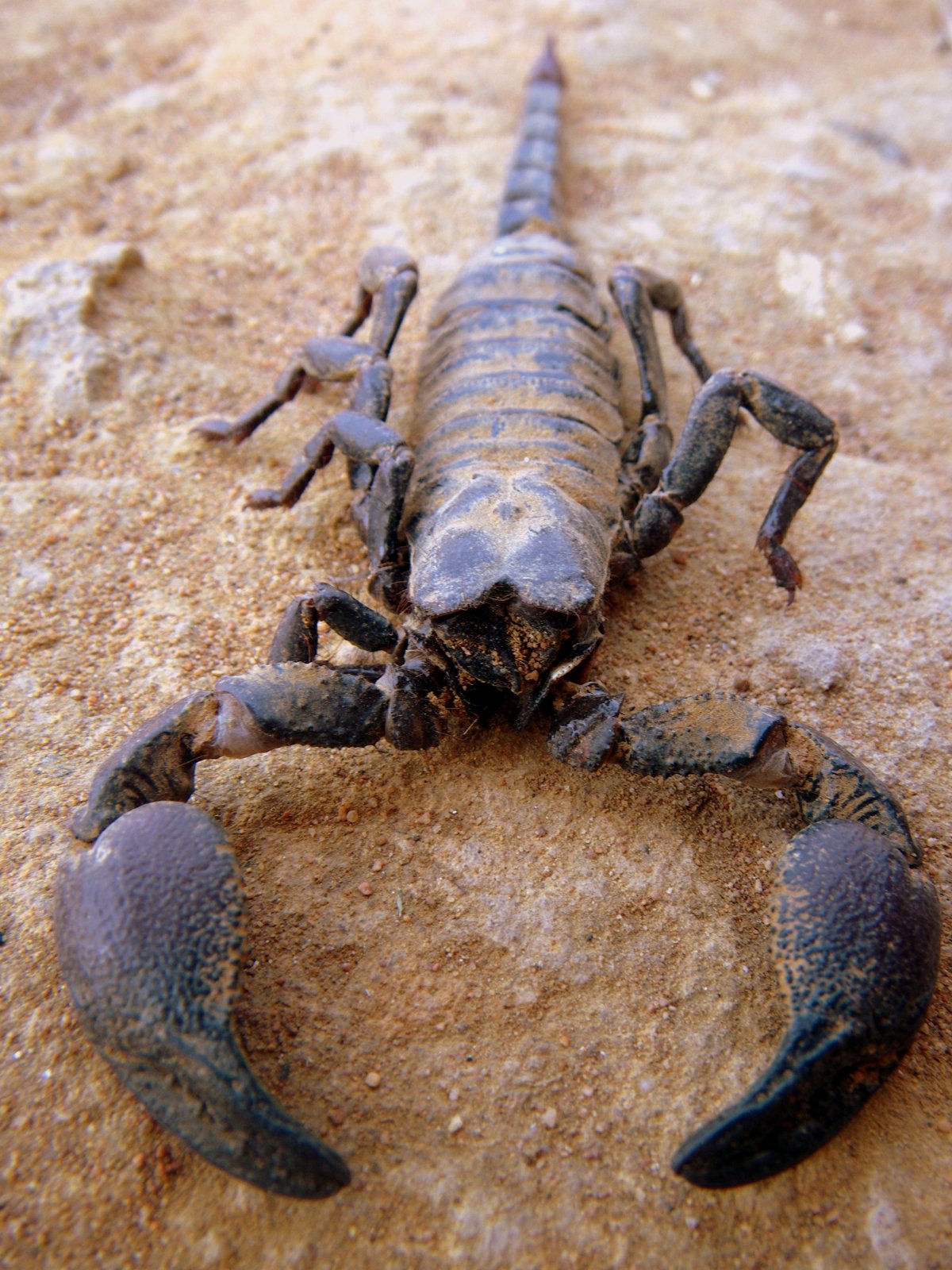 Фотографию морского скорпиона