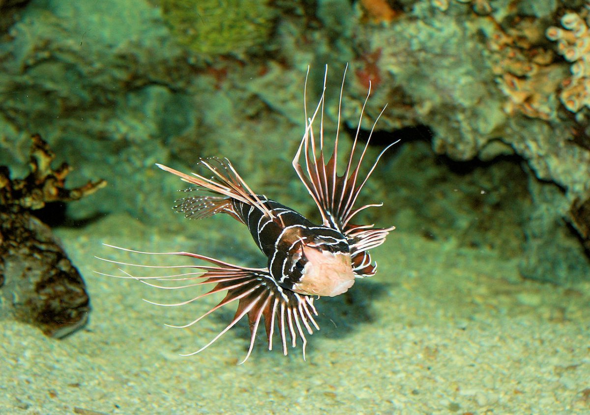Lionfish группа