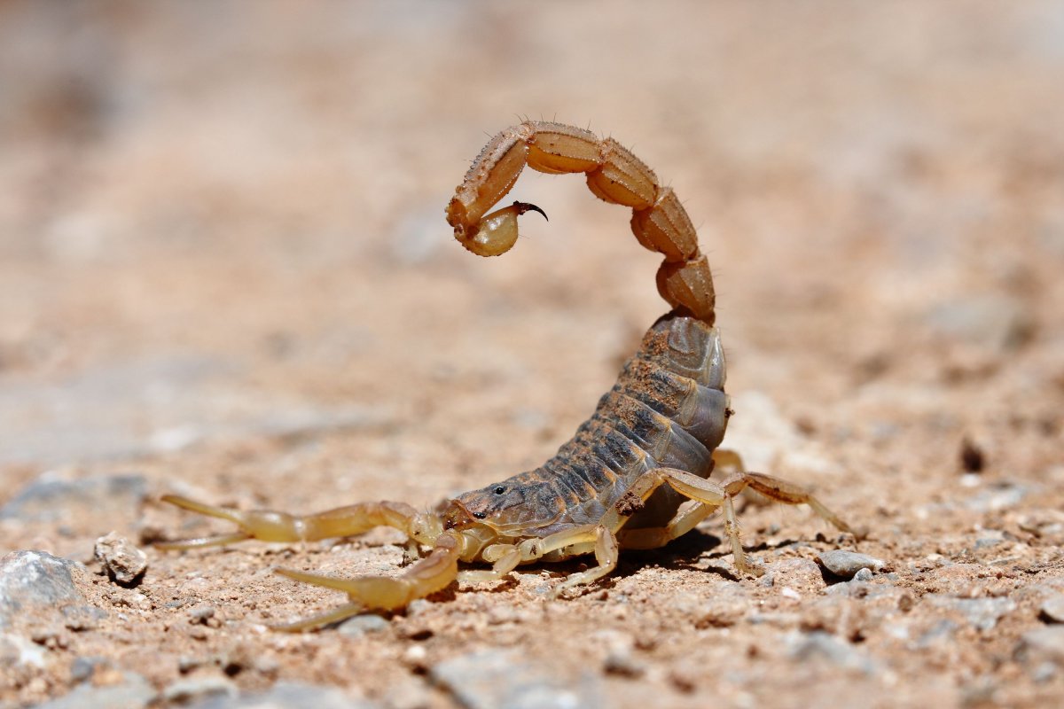 Скорпион Фиш